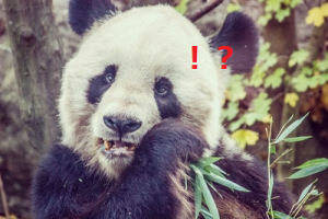 panda